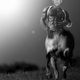 Illustration for article titled Roundup: Your Best A-Rod Out On The Town Photoshop Entries